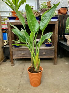 オーガスタ 8号 茶陶器鉢 観葉植物 鉢植え 苗 リゾート 南国 お中元 お歳暮 母の日 プレゼント ギフト 敬老 インテリア プランツ 贈り物 誕生日【05P01Mar15】