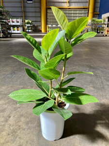 AeV[} 8 ϗtA A c CeA 蕨 Mtg  A ̓ a LO JXj