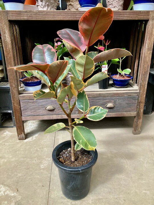 楽天市場 フィカス ルビー 8号 観葉植物 ゴムの木 斑入り 販売 苗 苗木 斑入り 鉢植え 送料無料 ブルーミンググレイス
