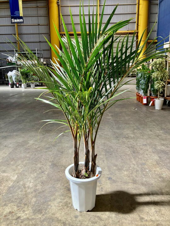 楽天市場 トックリヤシモドキ 3本立 8号 ボトルパーム 観葉植物 インテリア 鉢植え スタイリッシュ 母の日 父の日 苗 株立 ギフト プレゼント 贈り物 グリーン Smtb S ブルーミンググレイス