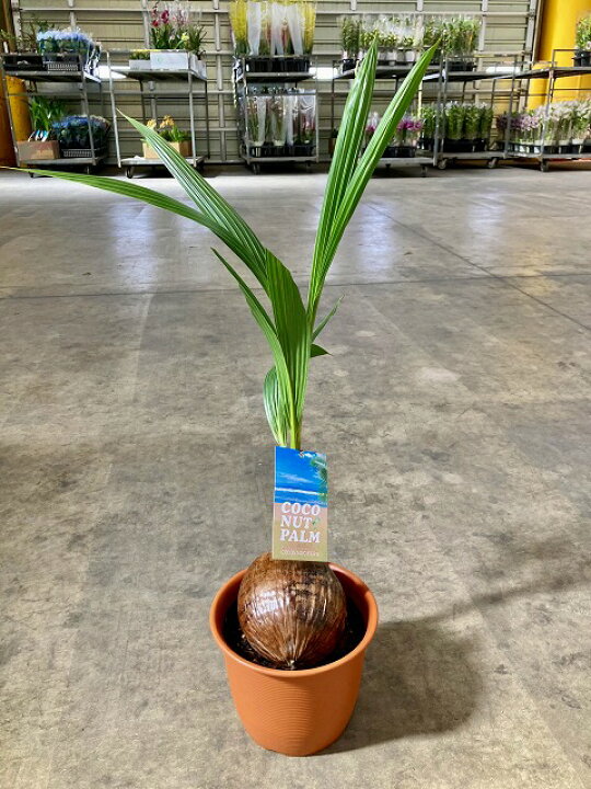 楽天市場】ココヤシ 7号 ヤシの木 観葉植物 ヤシの実 ヤシノミ 送料 
