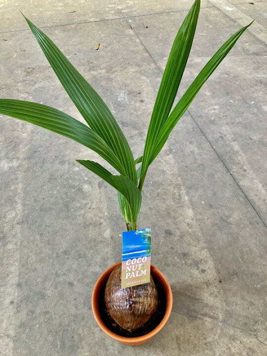 楽天市場】ココヤシ 7号 ヤシの木 観葉植物 ヤシの実 ヤシノミ 送料 