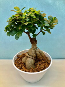 観葉植物 7号 ガジュマルの人気商品 通販 価格比較 価格 Com