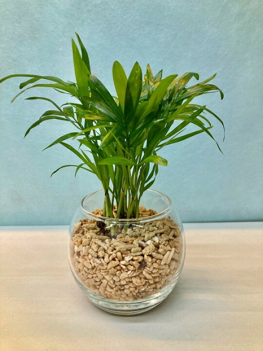 楽天市場 ハイドロカルチャー 観葉植物 サンゴ砂 バブ10 テーブルヤシ 水耕栽培 お中元 お歳暮 母の日 プレゼント ギフト 敬老 インテリア プランツ 贈り物 誕生日 ブルーミンググレイス