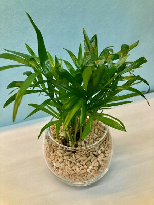 楽天市場 ハイドロカルチャー 観葉植物 サンゴ砂 バブ10 テーブルヤシ 水耕栽培 お中元 お歳暮 母の日 プレゼント ギフト 敬老 インテリア プランツ 贈り物 誕生日 ブルーミンググレイス