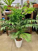 楽天市場】テーブルヤシ（高さ（植物）71 ～ 130.9cm）（観葉植物｜花 