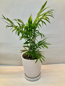ヤシ 観葉植物の人気商品 通販 価格比較 価格 Com