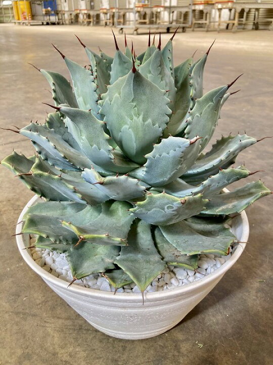 楽天市場】アガベ 雷神 10号 ライジン 多肉植物 観葉植物 