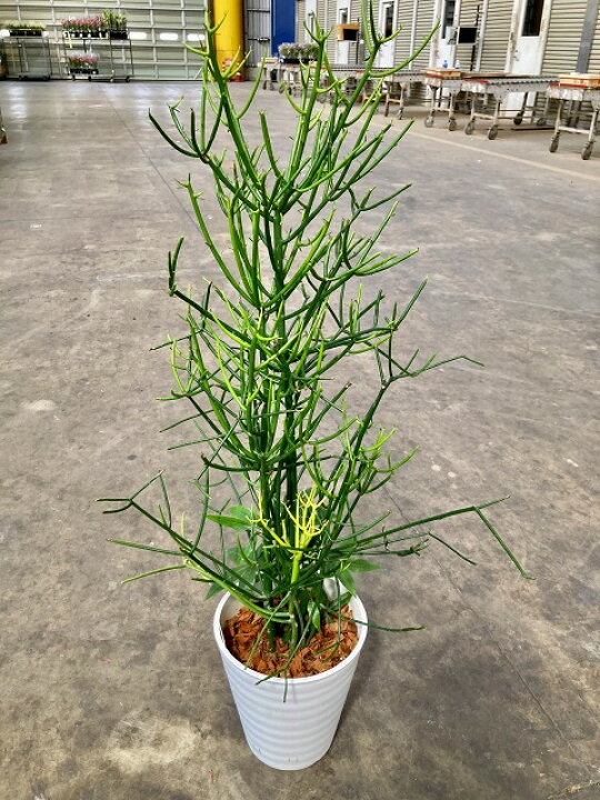 楽天市場】ミルクブッシュ 8号 セラアート 多肉植物 観葉植物 