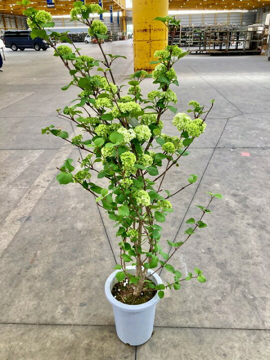 楽天市場 オオデマリ 8号 ホワイト ビバーナム 白い花 観葉植物 鉢植え 苗 苗木 木 販売 送料無料 涼しげ ブルーミンググレイス