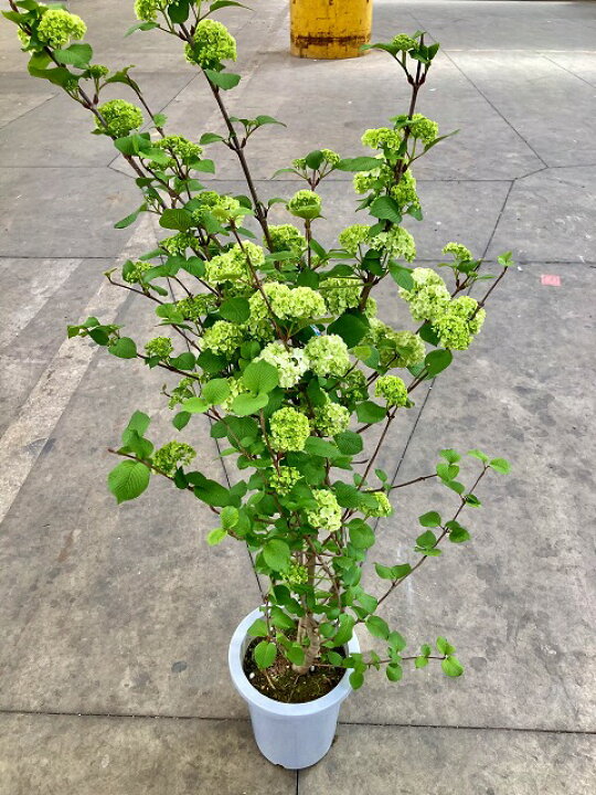 楽天市場 オオデマリ 8号 ホワイト ビバーナム 白い花 観葉植物 鉢植え 苗 苗木 木 販売 送料無料 涼しげ ブルーミンググレイス