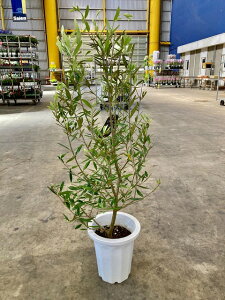 観葉植物 シンボルツリー オリーブの人気商品 通販 価格比較 価格 Com