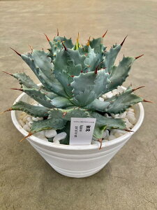 多肉植物 鉢植えの人気商品 通販 価格比較 価格 Com