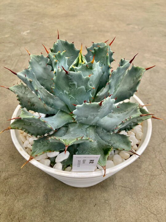 楽天市場】アガベ 雷神 7号 ライジン 多肉植物 観葉植物  