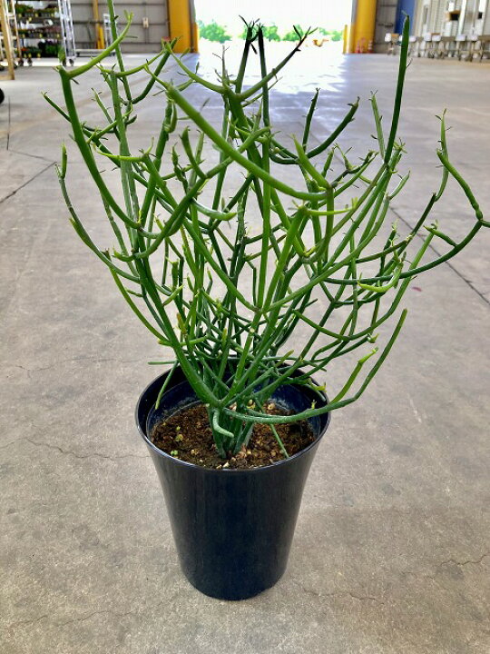 楽天市場】ミルクブッシュ 6号 多肉植物 観葉植物 ユーフォルビア 