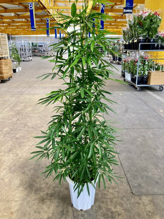 楽天市場】アンガスティ フォリア 10号 観葉植物 シェフレラ ホンコン 