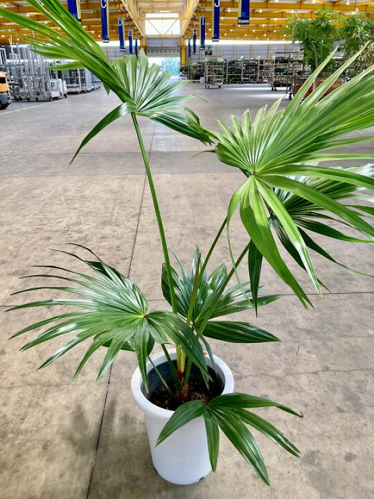 観葉植物_ビロウヤシ （ビロウヤシ #ビロウヤシ#観葉植物のある暮らし  