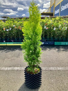 苗 コニファー 観葉植物の人気商品 通販 価格比較 価格 Com 苗 コニファー 観葉植物の人気商品 通販 価格比較 価格 Com