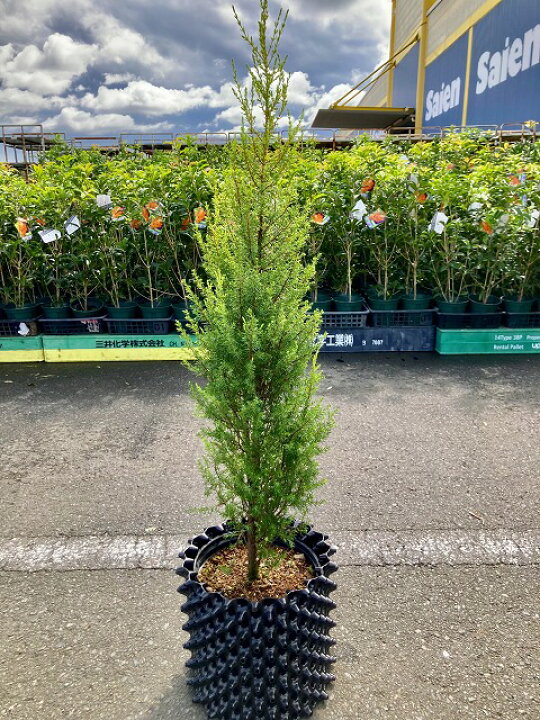 楽天市場 ゴールドコーン 8号 コニファー 観葉植物 インテリア 鉢植え スタイリッシュ 母の日 父の日 苗 株立 ギフト プレゼント 贈り物 グリーン ブルーミンググレイス