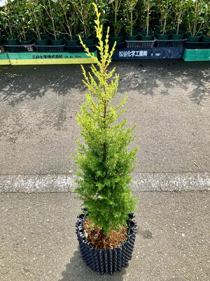 楽天市場 ゴールドコーン 8号 コニファー 観葉植物 インテリア 鉢植え スタイリッシュ 母の日 父の日 苗 株立 ギフト プレゼント 贈り物 グリーン ブルーミンググレイス