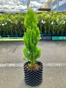 GKeV} 8 Rjt@[ ϗtA CeA A X^CbV ̓ ̓ c  Mtg v[g 蕨 O[