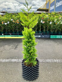 ゴールドライダー 8号 コニファー 観葉植物 インテリア 鉢植え スタイリッシュ 母の日 父の日 苗 株立 ギフト プレゼント 贈り物 グリーン