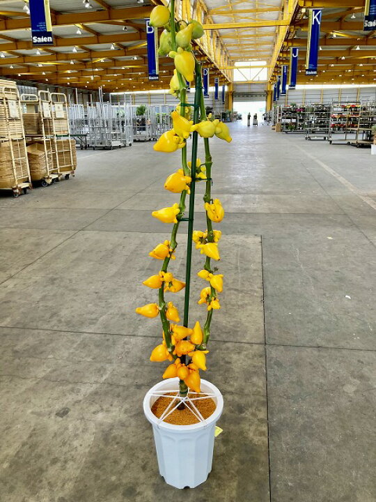 楽天市場 フォックスフェイス 10号 フォックスフェース 観葉植物 果実 実付き 希少フォックス フェイス 狐 きつね キツネ 鉢植え 庭木 熱帯 プレゼント ギフト 敬老 インテリア プランツ 贈り物 誕生日 Smtb S ブルーミンググレイス