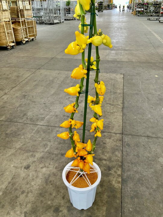 楽天市場 フォックスフェイス 10号 フォックスフェース 観葉植物 果実 実付き 希少フォックス フェイス 狐 きつね キツネ 鉢植え 庭木 熱帯 プレゼント ギフト 敬老 インテリア プランツ 贈り物 誕生日 Smtb S ブルーミンググレイス