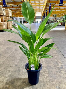 ттƂ̖ 8 ^rrgmL l̖ IIMoVE SNN`EJ Ml ϗtA X^CbV A c ][g 썑 v[g Mtg hV CeA vcy05P01Mar15