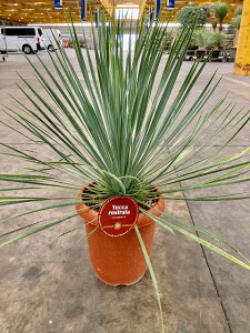 ユッカ 観葉植物の人気商品 通販 価格比較 価格 Com ユッカ 観葉植物の人気商品 通販 価格比較 価格 Com