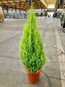 ゴールドクレスト・ウィルマ 7号 観葉植物 ウィルマ ゴールドクレスト コニファー シンボルツリー 植木 庭木 インテリ…