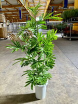 楽天市場】エバーグリーン 観葉植物の通販