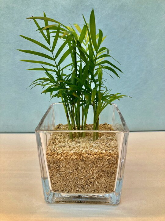 楽天市場 ハイドロカルチャー 観葉植物 スクエア10 テーブルヤシ サンゴ砂 水耕栽培 お中元 お歳暮 母の日 プレゼント ギフト 敬老 インテリア プランツ 贈り物 誕生日 ブルーミンググレイス 楽天市場 ハイドロカルチャー 観葉植物 スクエア10 テーブルヤシ サンゴ砂 水耕栽培 お中元 お歳暮 母の日 プレゼント ギフト 敬老 インテリア プランツ 贈り物 誕生日 ブルーミンググレイス