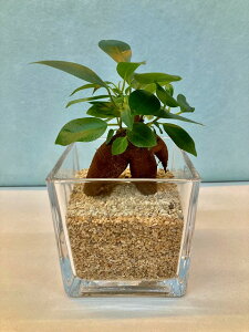 nChJ`[ ϗtA XNGA10 KW} TS k͔|  Ε ̓ v[g Mtg hV CeA vc 蕨 a