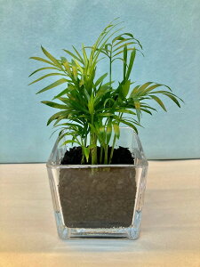 観葉植物 テーブル ヤシの人気商品 通販 価格比較 価格 Com