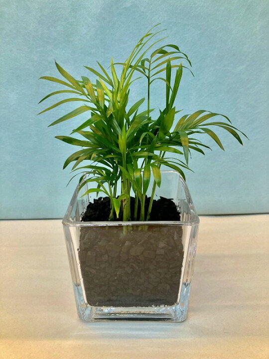 楽天市場 ハイドロカルチャー 観葉植物 スクエア10 テーブルヤシ 炭 水耕栽培 お中元 お歳暮 母の日 プレゼント ギフト 敬老 インテリア プランツ 贈り物 誕生日 ブルーミンググレイス 楽天市場 ハイドロカルチャー 観葉植物 スクエア10 テーブルヤシ 炭 水耕栽培 お中元 お歳暮 母の日 プレゼント ギフト 敬老 インテリア プランツ 贈り物 誕生日 ブルーミンググレイス