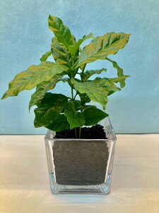 観葉植物 炭の人気商品 通販 価格比較 価格 Com