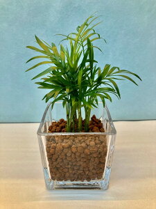 観葉植物 ハイドロカルチャー ヤシの人気商品 通販 価格比較 価格 Com