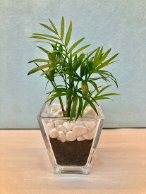 楽天市場 ハイドロカルチャー テーブルヤシの通販