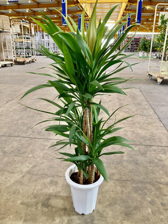 楽天市場】ドラセナ・ストリクタ 8号 観葉植物 コルディリネ 
