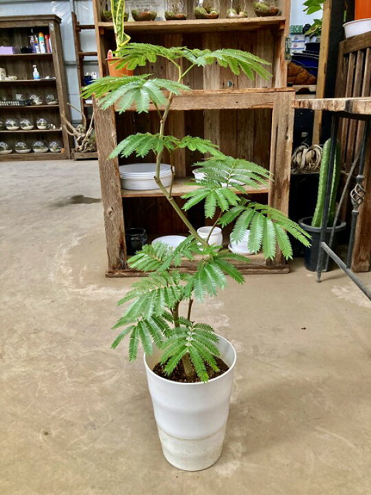 楽天市場 エバーフレッシュ 7号 ねむの木 観葉植物 インテリア 鉢植え スタイリッシュ 母の日 父の日 苗 株立 ギフト プレゼント 贈り物 グリーン Smtb S ブルーミンググレイス