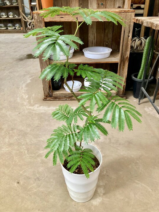 楽天市場】エバーフレッシュ 曲がり 7号 ねむの木 観葉植物 インテリア 
