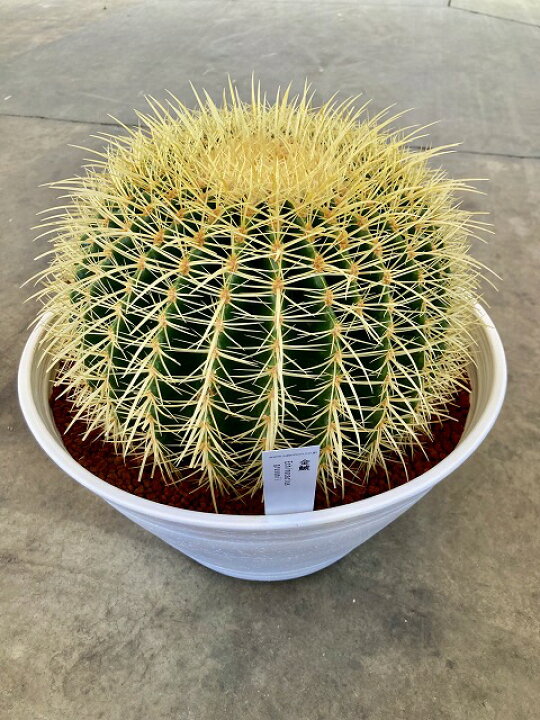 楽天市場】金鯱 キンシャチ サボテン 11号鉢 シャボテン カクタス 販売  