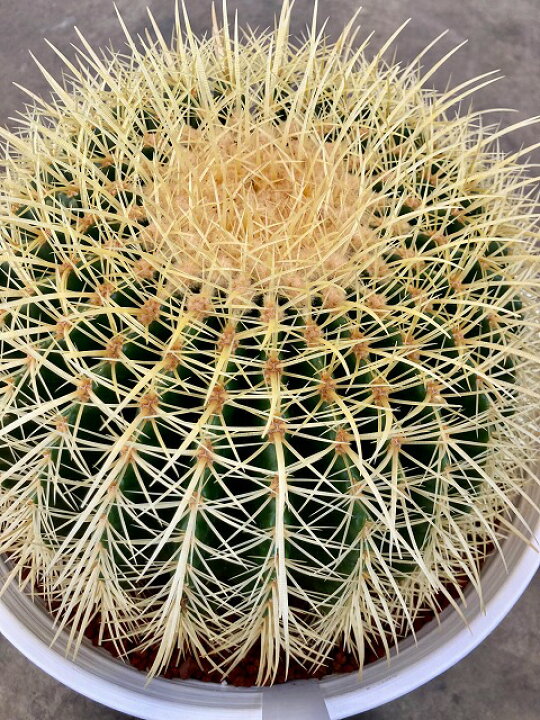 楽天市場】金鯱 キンシャチ サボテン 11号鉢 シャボテン カクタス 販売  