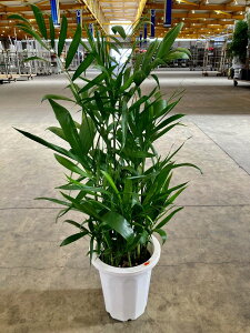 和風 鉢植え 観葉植物の人気商品 通販 価格比較 価格 Com