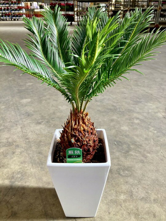 楽天市場】ソテツ 6号 観葉植物 ソテツ スクエア 角 南国 ヤシ 地植え 