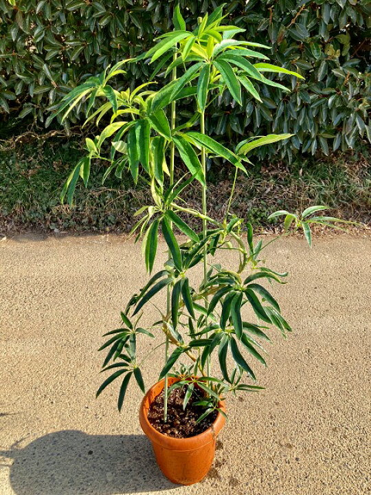 楽天市場】アンガスティ フォリア 斑入り 曲がり 8号 観葉植物  