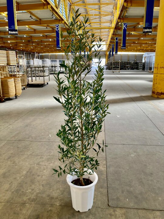 楽天市場 オリーブの木 ひなかぜ Hinakaze 10号 観葉植物 鉢植え 販売 苗 苗木 鉢植え 送料無料 インテリア 贈り物 ギフト お誕生日 記念日 開店祝い Smtb S ブルーミンググレイス 楽天市場 オリーブの木 ひなかぜ Hinakaze 10号 観葉植物 鉢植え 販売 苗 苗木 鉢植え 送料無料 インテリア 贈り物 ギフト お誕生日 記念日 開店祝い Smtb S ブルーミンググレイス