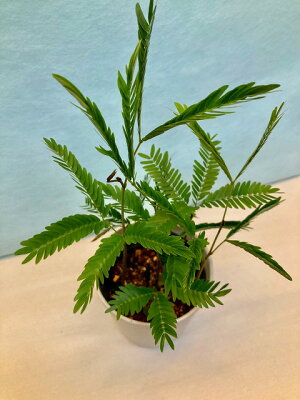 エバーフレッシュ3号観葉植物ねむの木インテリア贈り物ギフト母の日誕生日記念日開店祝い鉢