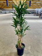 ドラセナ・ストリクタ 10号 コルディリネ コルジリネ 青ドラ 観葉植物 鉢植え 販売 苗 苗木 鉢植え 送料…